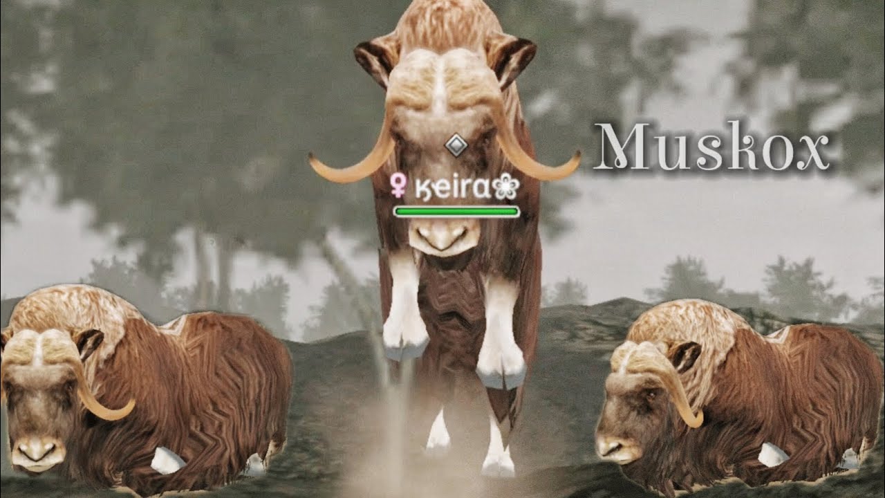 Wild Animals Online NEW UPDATE MUSKOX!