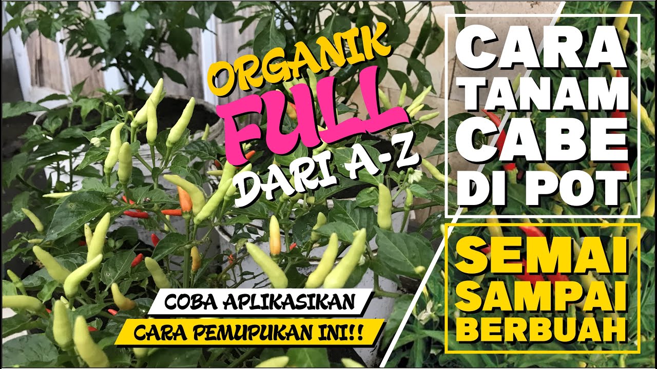 КАК ПОСАДИТЬ ЧИЛИ В ГОРШОК/ПАКЕТ! С ПОЛНЫМ ОРГАНИЧЕСКИМ УДОБРЕНИЕМ ОТ СЕМЯН ДО ПЛОДА