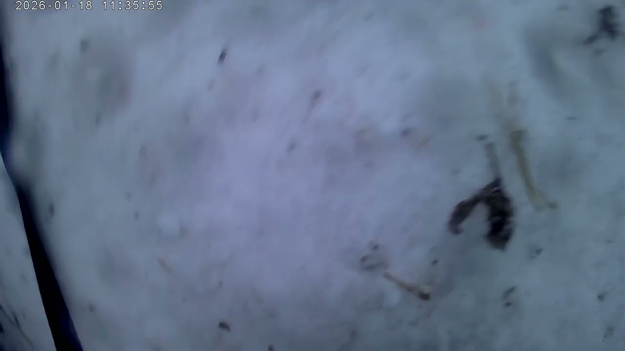 Snow