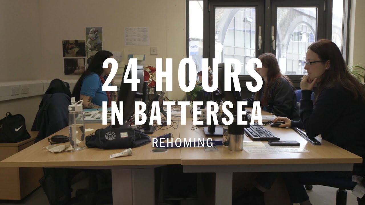 Rehoming | 24 Hours In Battersea