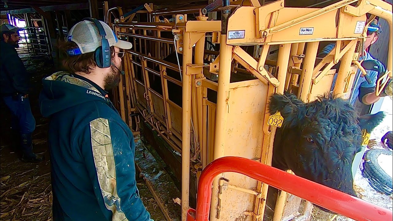 Preg-checking cattle by ultrasound AGAIN! (audio fixed)