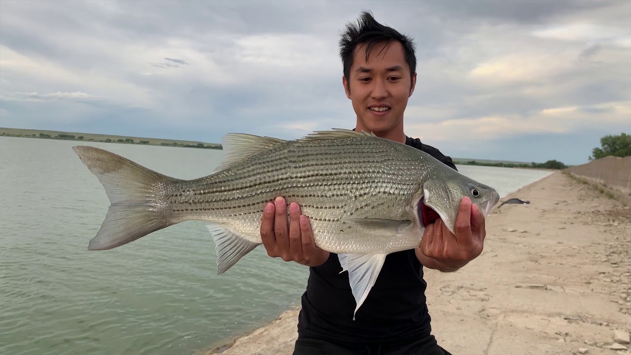 The Pattern, Wiper (Hybrid) Fishing Colorado, Jackson Reservoir