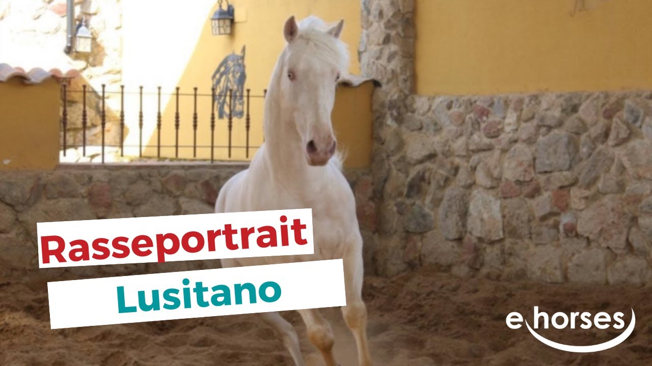 Der Lusitano im Rasseportrait