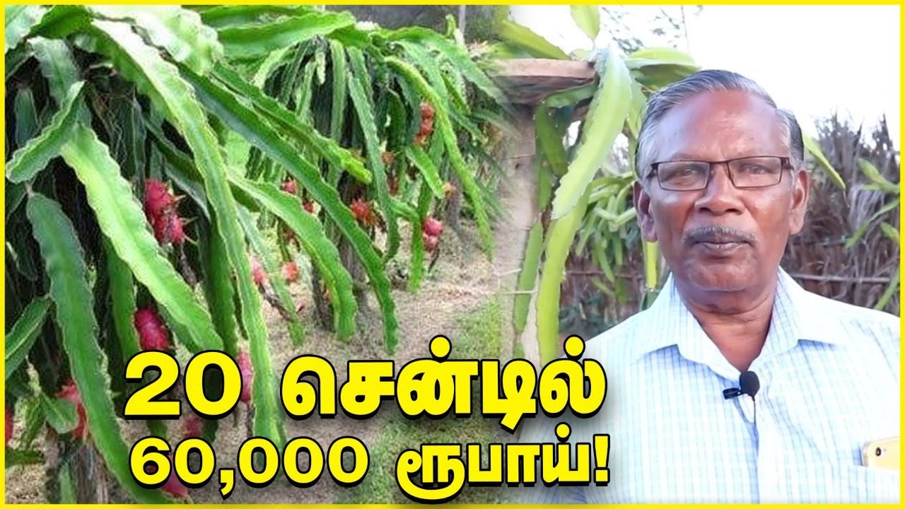 20 சென்டில் 60,000 ரூபாய் வருமானம் தரும் டிராகன் ஃப்ரூட்! Dragon Fruit