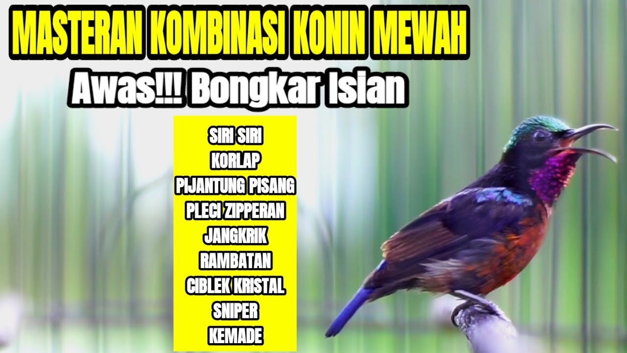 MASTERAN KOLIBRI NINJA FULL TEMBAKAN MEWAH ISIAN TERBAIK SEPANJANG MASA