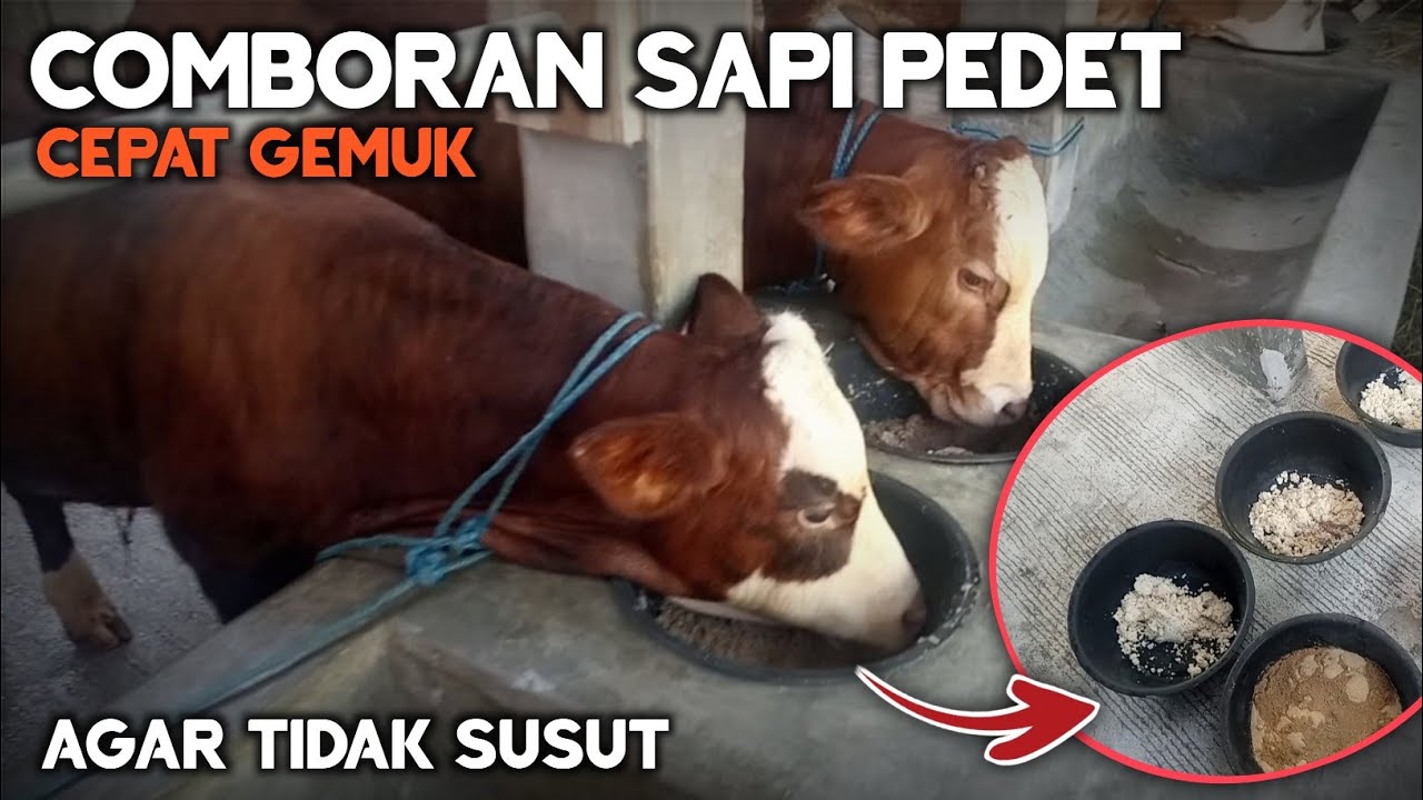 🔴 Resep Comboran Sapi Pedet Supaya Cepat Gemuk
