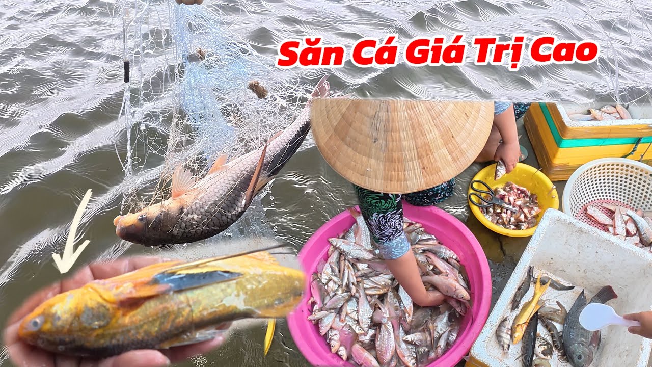 Thả Lưới Vùng Nước Lợ Dính Nhiều Thứ Lạ / Định Nguyễn Hậu Giang 