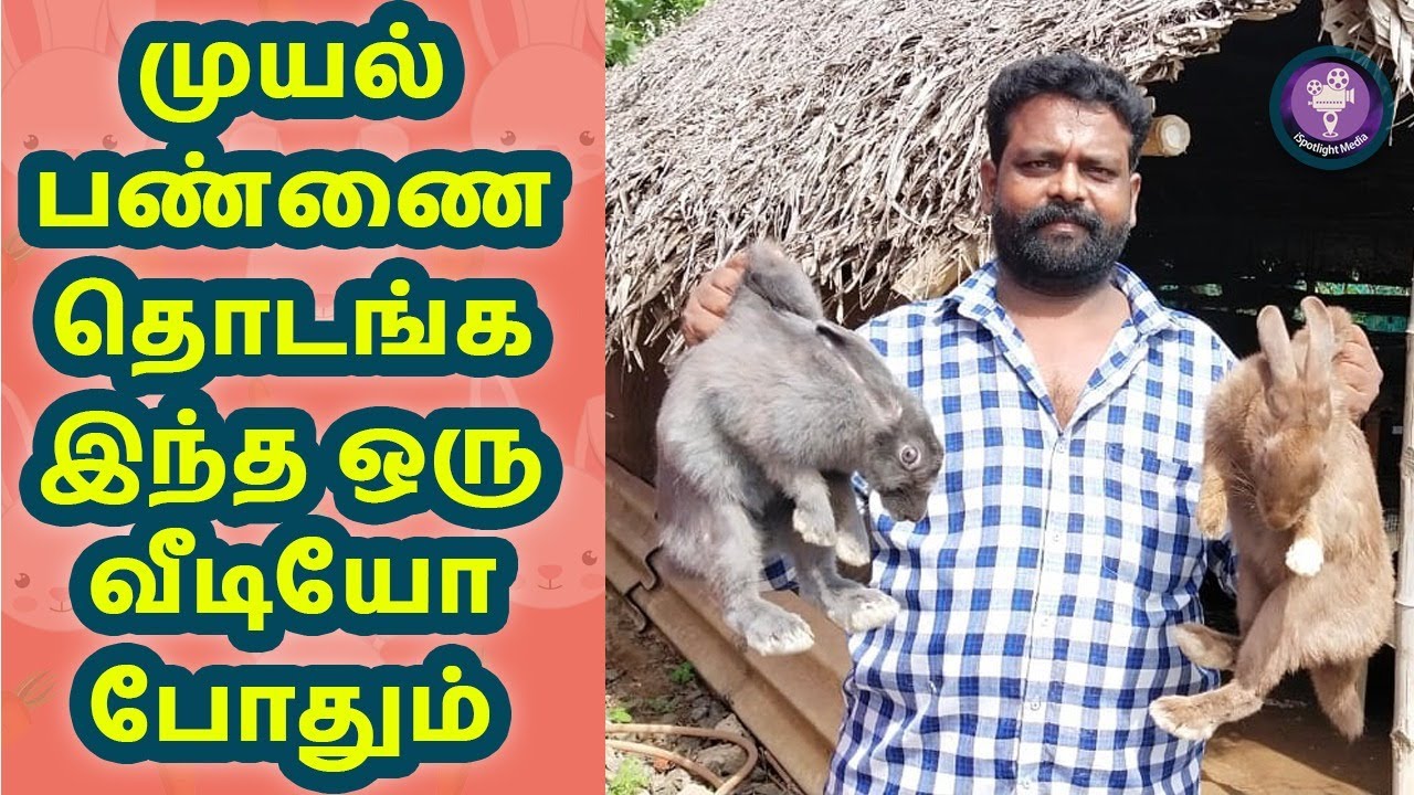 முயல் பண்ணை தொடங்க இந்த ஒரு வீடியோ போதும் - K.S.N RABBIT FARM / SPOTLIGHT TAMIL /
