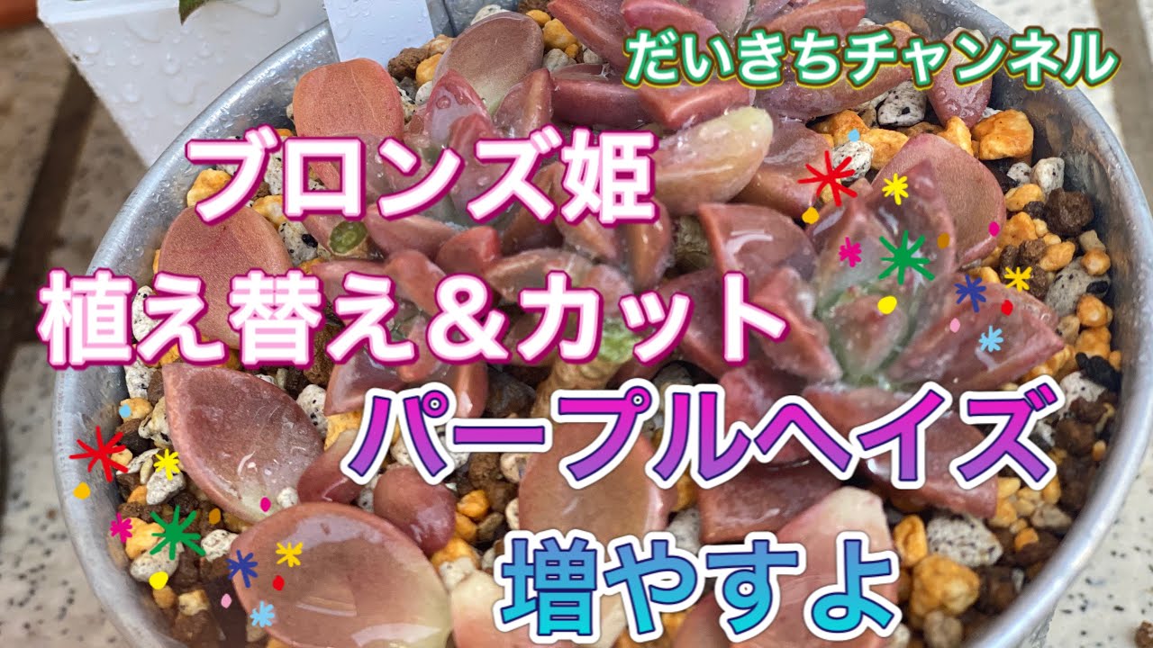 《多肉植物》ブロンズ姫の植え替え＆カットとパープルヘイズを増やします！！