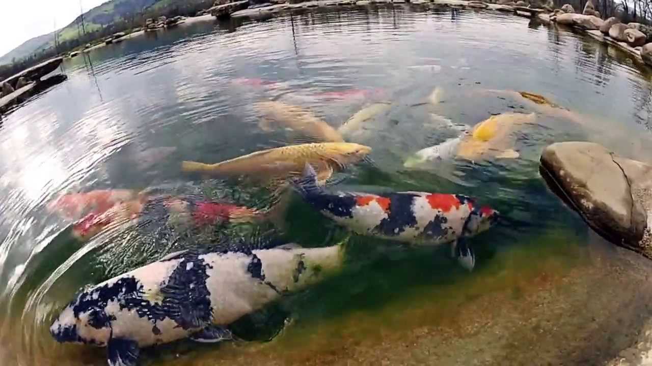 Luca Ceredi / Koi FaRm .