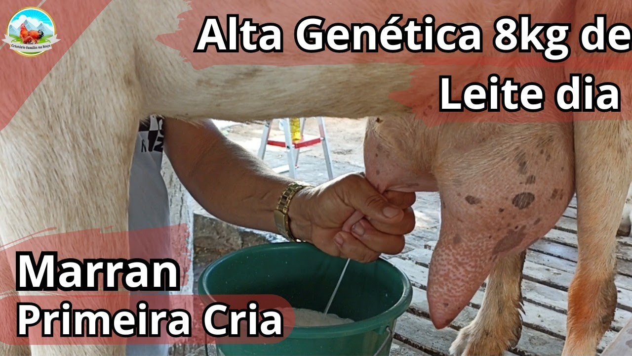 Cabras Leiteiras Alta Genética na Primeira cria Chegando a 8kg de Leite no Torneio Leiteiro #cabras