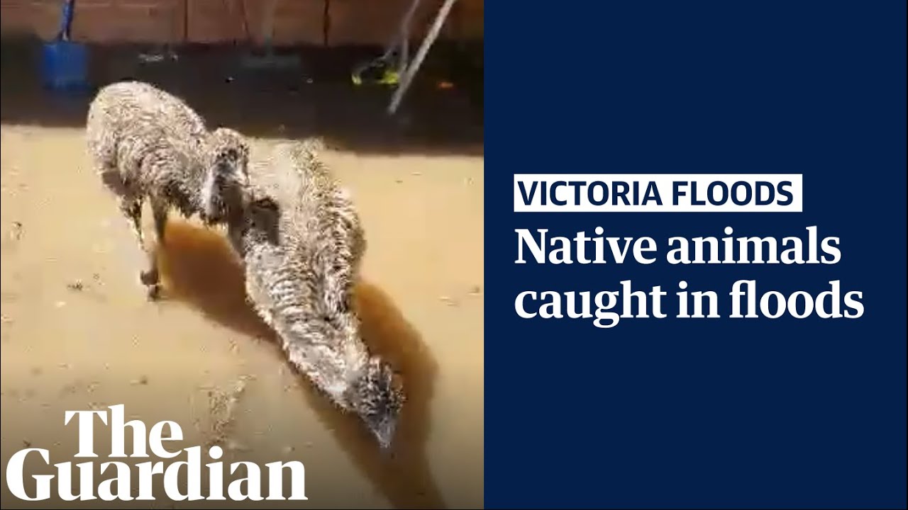 Native wildlife flee flood waters across northern Victoria