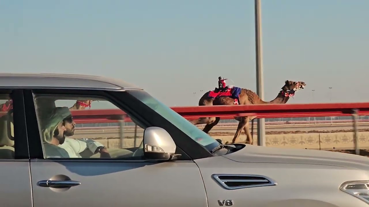 Dubai Camel Race