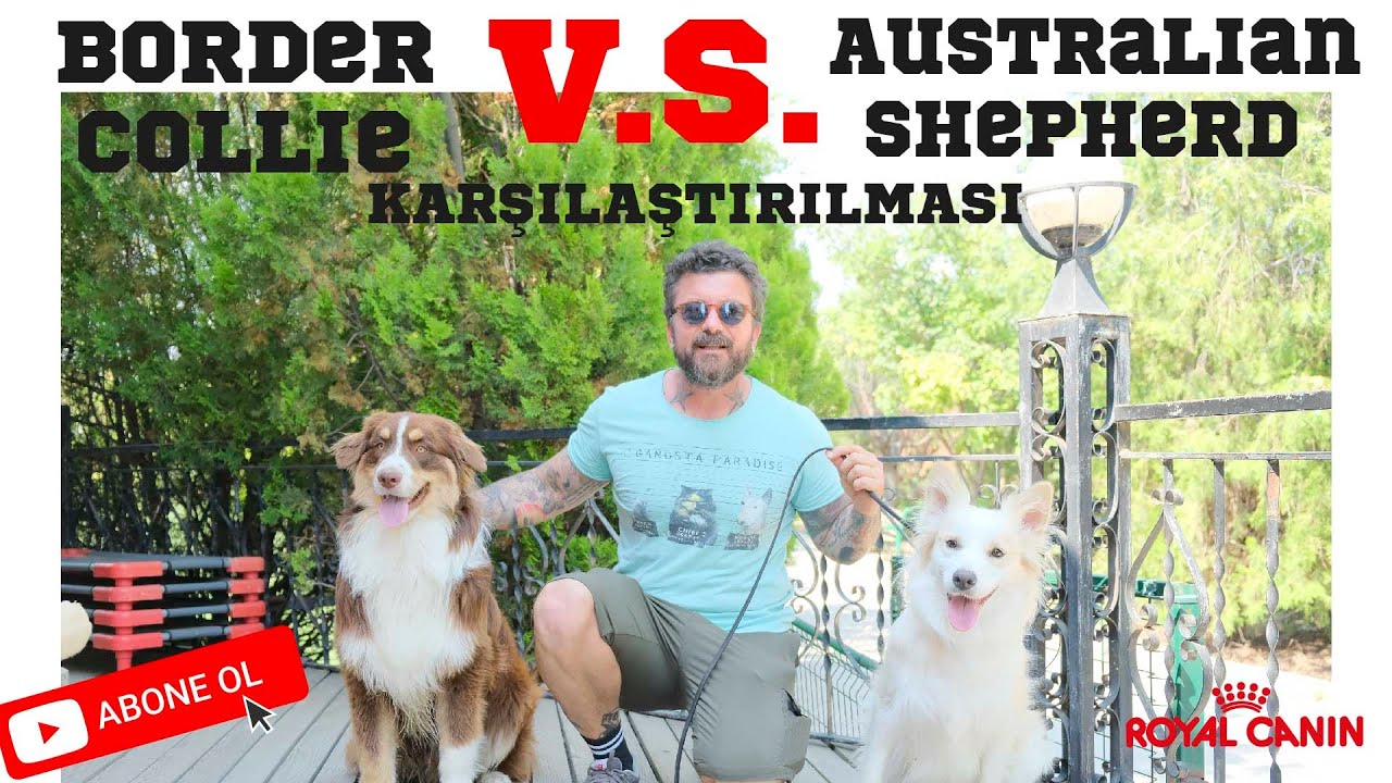 Border Collie ve Australian Shepherd Köpeğinin Karşılaştırılması