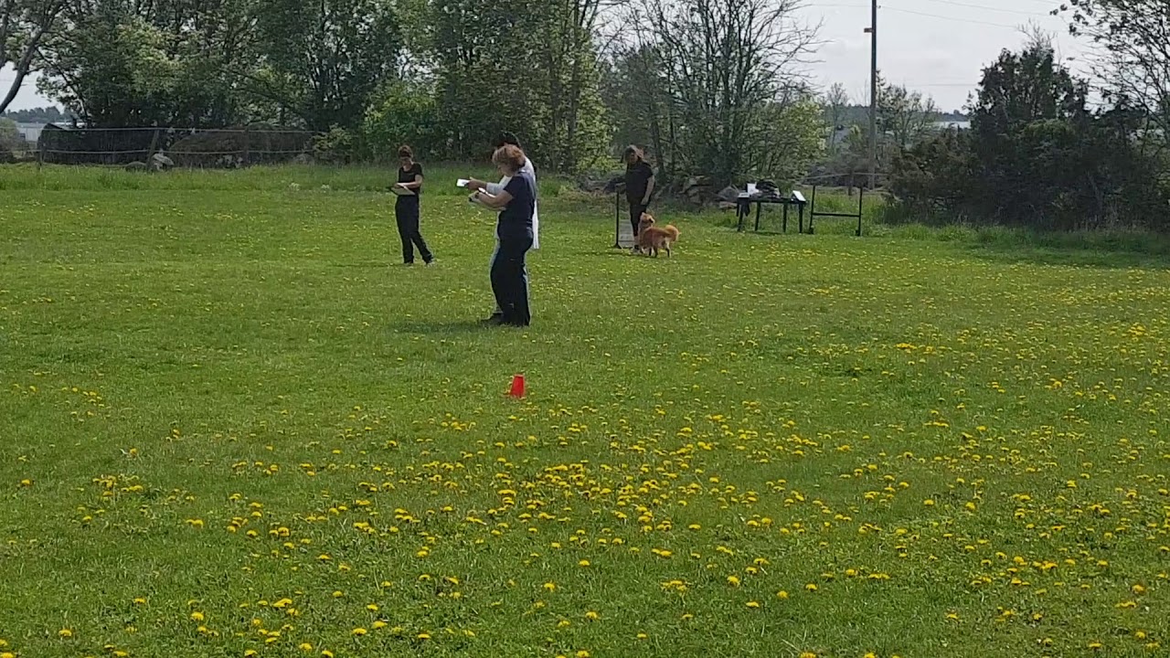 Nikita debut klass 2 lydnad Enk&ouml;ping. N&ouml;jd och glad men tyv&auml;rr nollad vittring