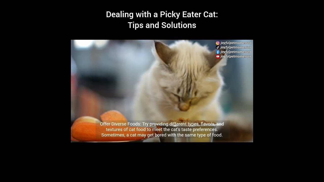 Dealing with a Picky Eater Cat: Tips and Solutions