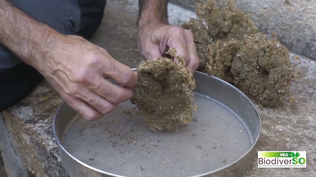 Riproduciamo la Carota giallo-viola di Tiggiano