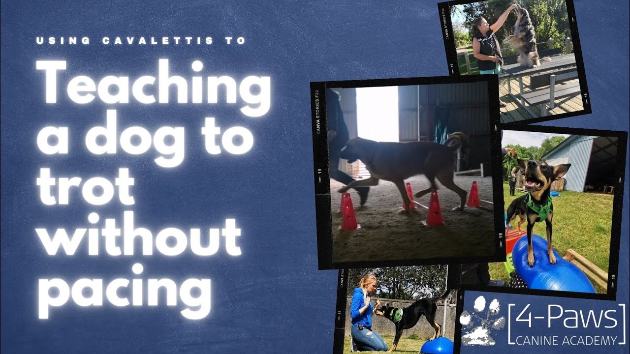 Teaching a dog to trot without pacing using cavaletti