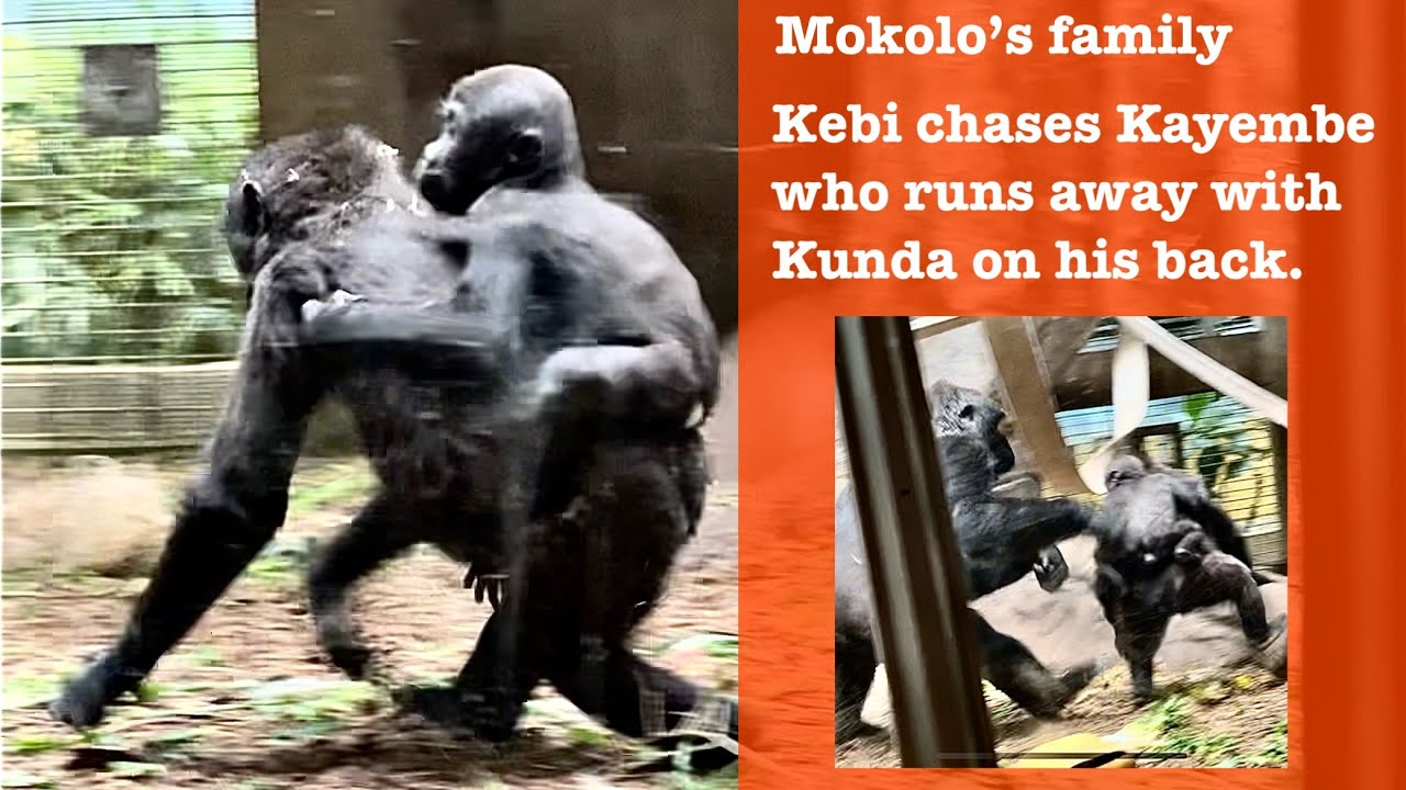 Mokolo’s family - Kebi chases Kayembe who runs away with a baby gorilla on his back.