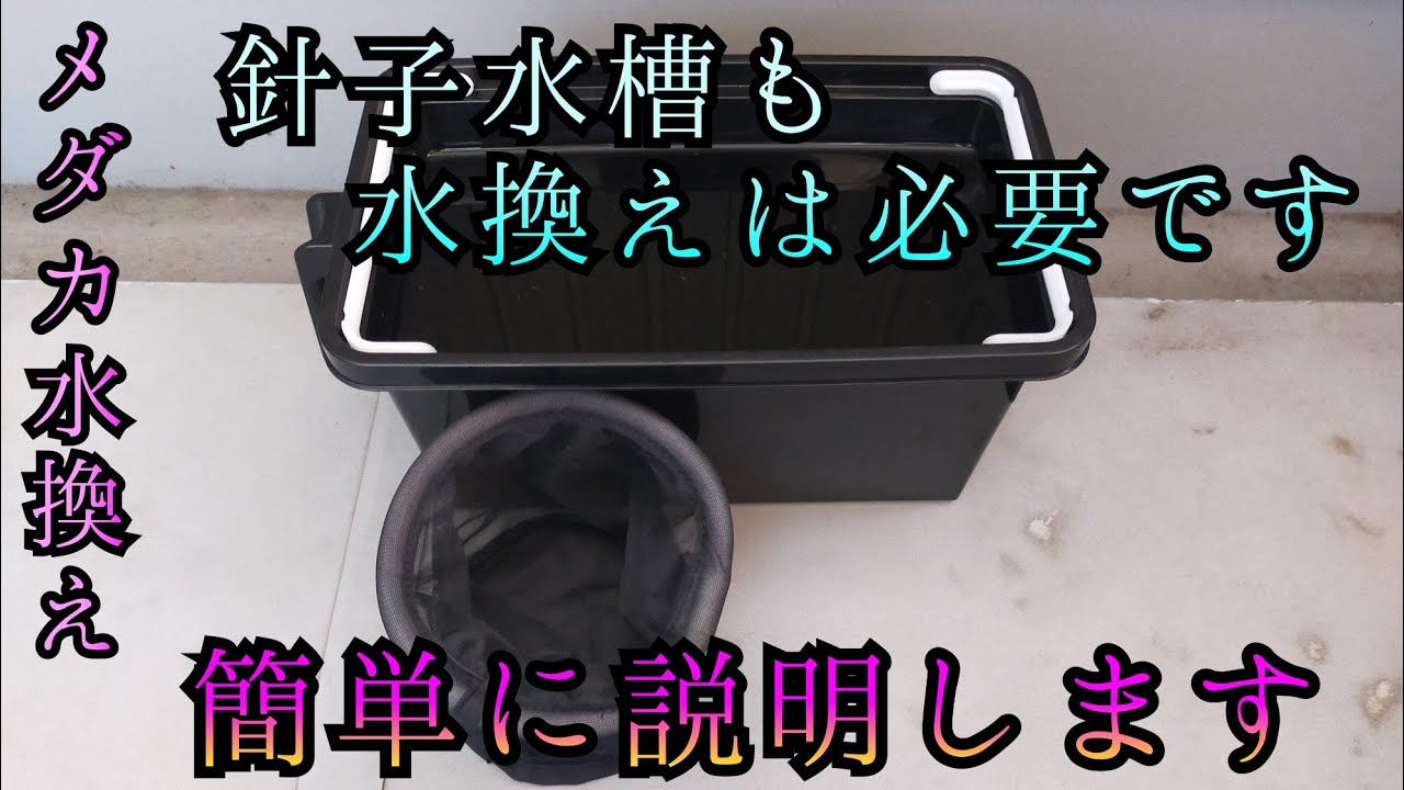 針子水槽の水換え紹介！