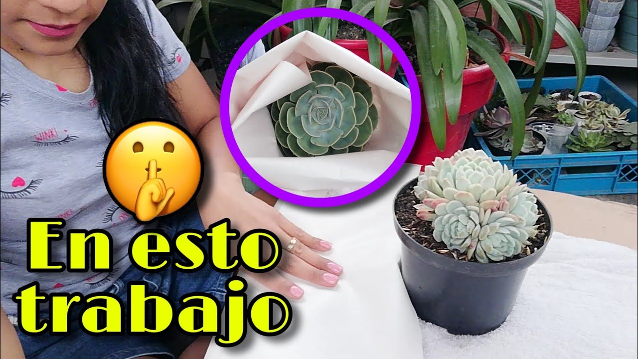 ASÍ ES TRABAJAR EN UN VIVERO DE SUCULENTAS *tips y secretos* 👩🏽‍🌾 | Jardines by Angie