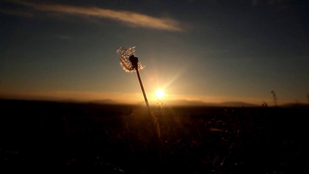 Imagens e Sons Relaxantes: Caminhe para um estado de paz e tranquilidade.