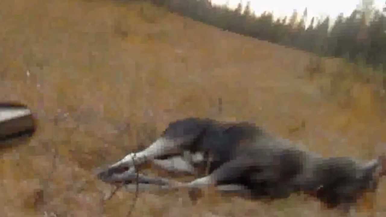 &Auml;lglock i Svanistr&auml;sk