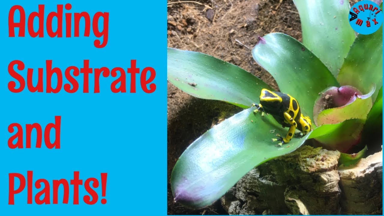 Dart Frog Vivarium Build: Adding Substrate and Plants