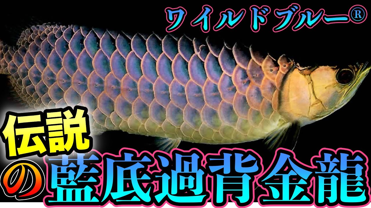 youtube初特集『アロワナ鑑定士』『東京ベイ熱帯魚』伝説の藍底過背金龍ワイルドブルー迫る　『赤井龍一』　SHOP訪問