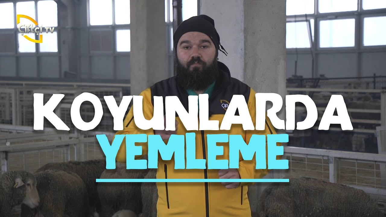 Koyunlarda Yemleme - Koyuncu