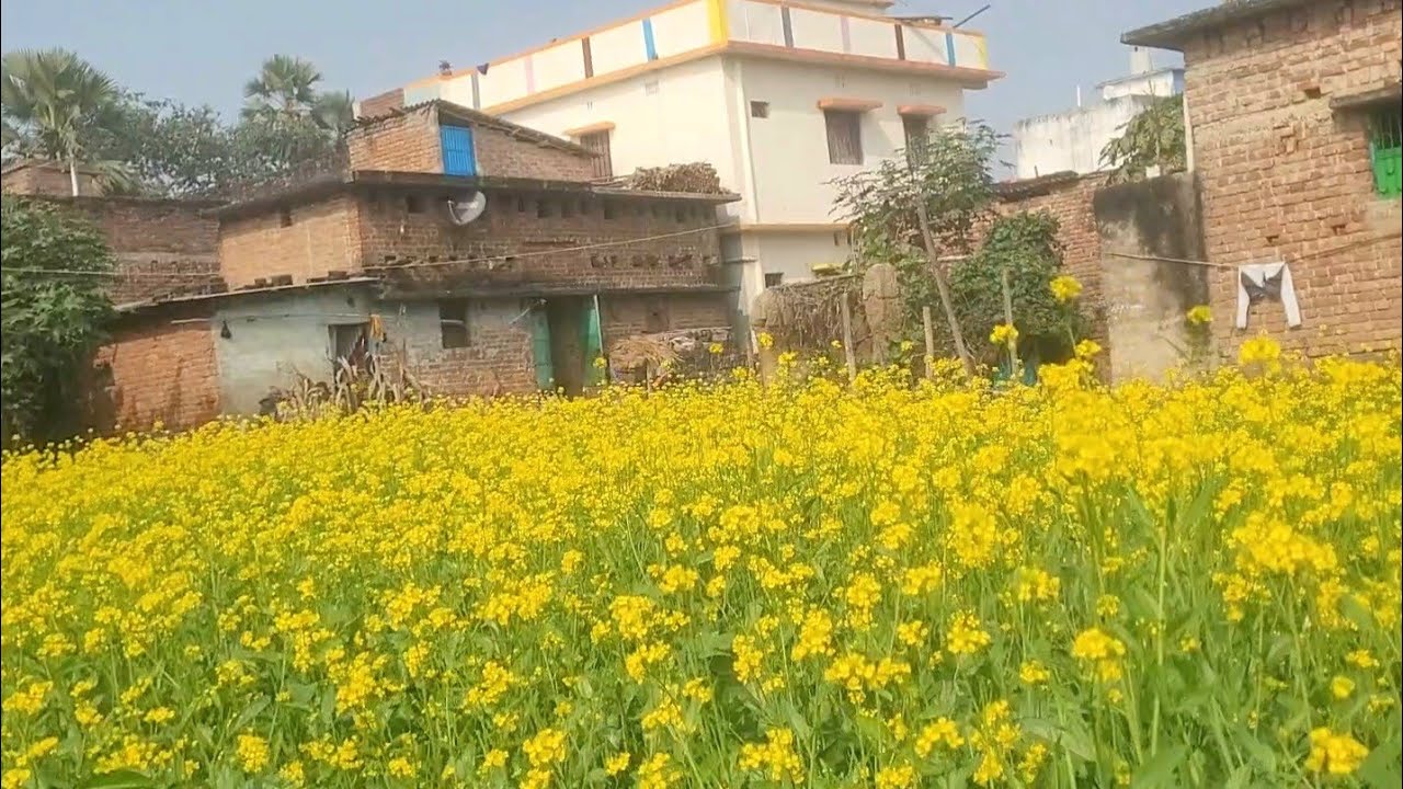 My first vlog Desi village tour my first vlog in village how to grow #bloging #viralvideo #firstvlog