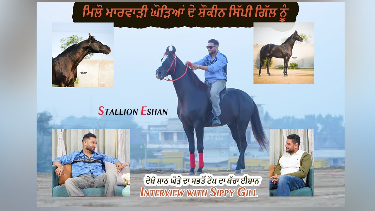 Stallion Eshan Sire Shan ਘੋੜੇ ਮੇਰੀ ਰੂਹ ਦੀ ਖੁਰਾਕ ਨੇ ਮਿਲੋ ਮਾਰਵਾੜੀ ਘੋੜਿਆਂ ਦੇ ਸ਼ੌਕੀਨ ਸਿੱਪੀ ਗਿੱਲ ਨੂੰ