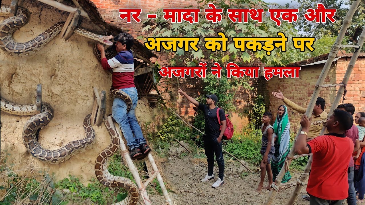 आज के पहले कभी नहीं देखा होगा ऐसा हैरतअंगेज कारनामा, 3 अजगर सांपो को पकड़ते वक्त अजगरो ने किया हमला!