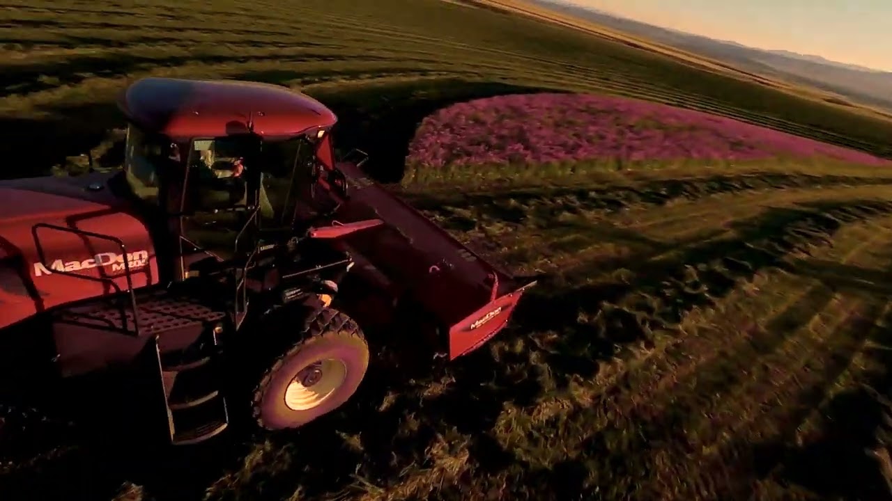 2020 1st cutting sainfoin 6 year old stand