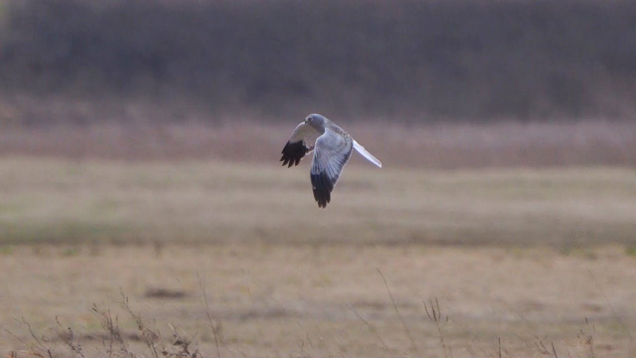 4K Błotniak zbożowy na polowaniu / Hen harrier hunting/ Circus cyaneus