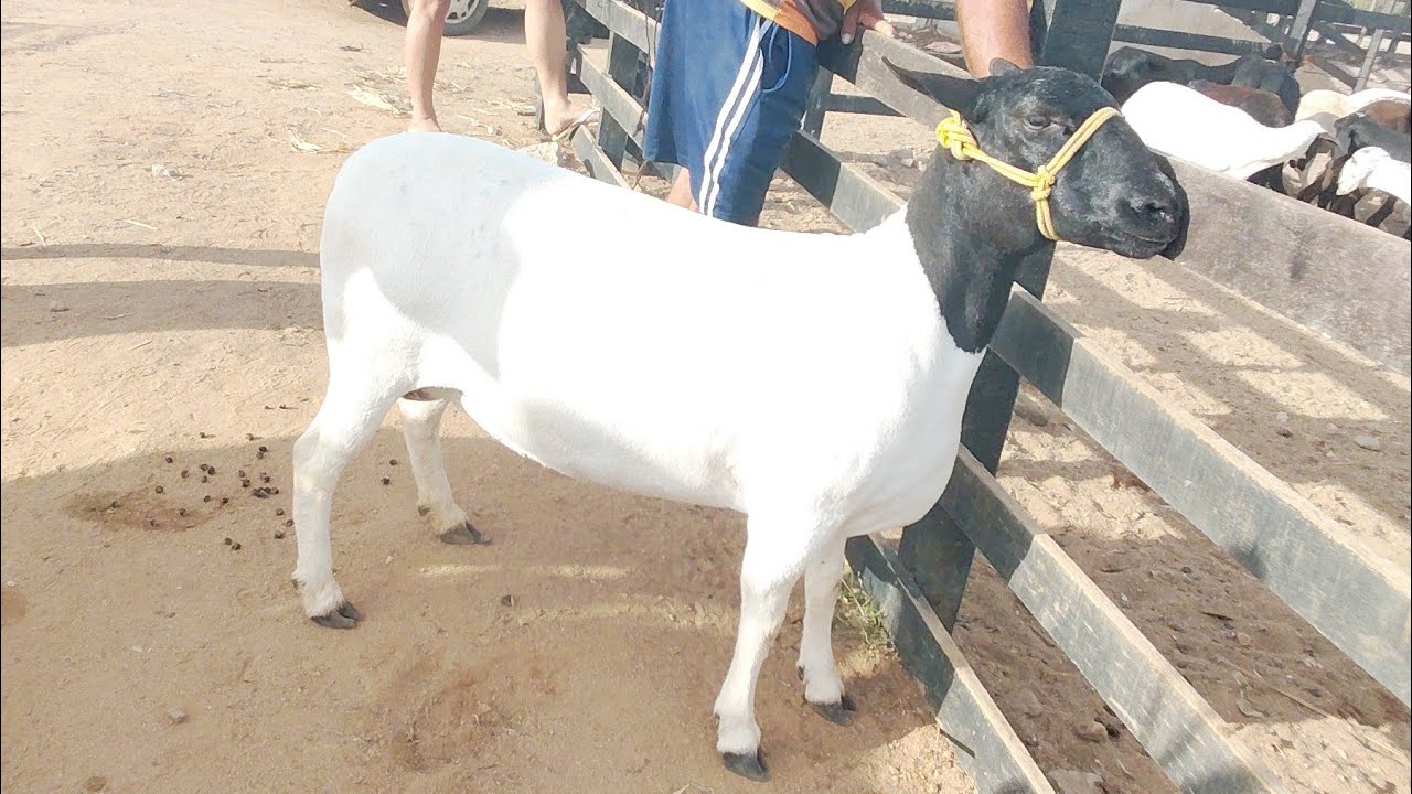 FEIRA DE CAPRINOS E OVINOS DE FOLHA MIÚDA ALAGOAS 07/12/2025 #nordeste 