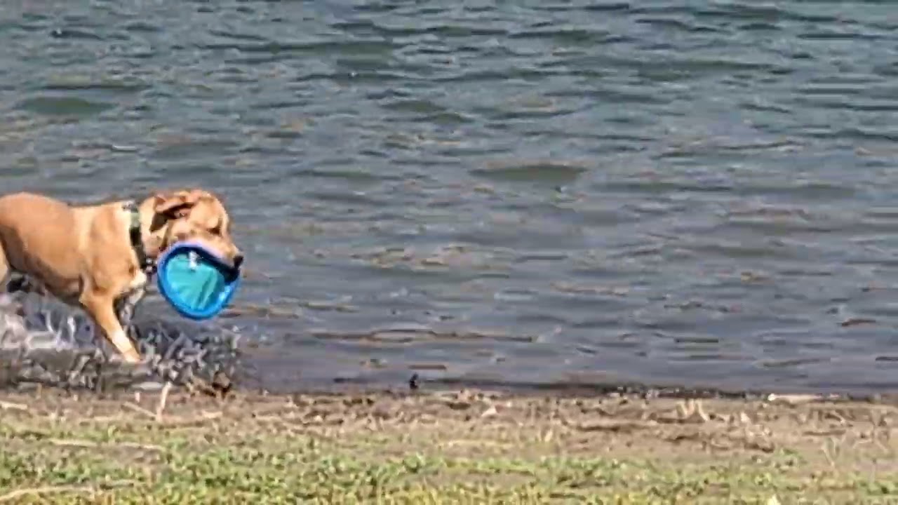 Beautiful dog plays frizbie 💦