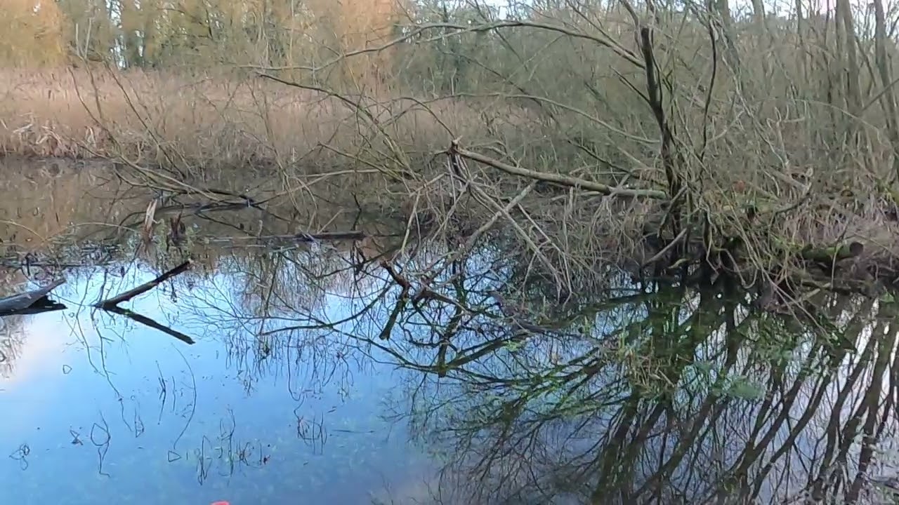 Watlington beater's day 2026 kennels part 2