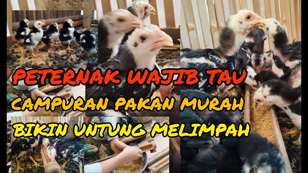 RAHASIA HEMAT PAKAN ANAK AYAM, TAPI TUMBUH CEPAT DAN SEHAT
