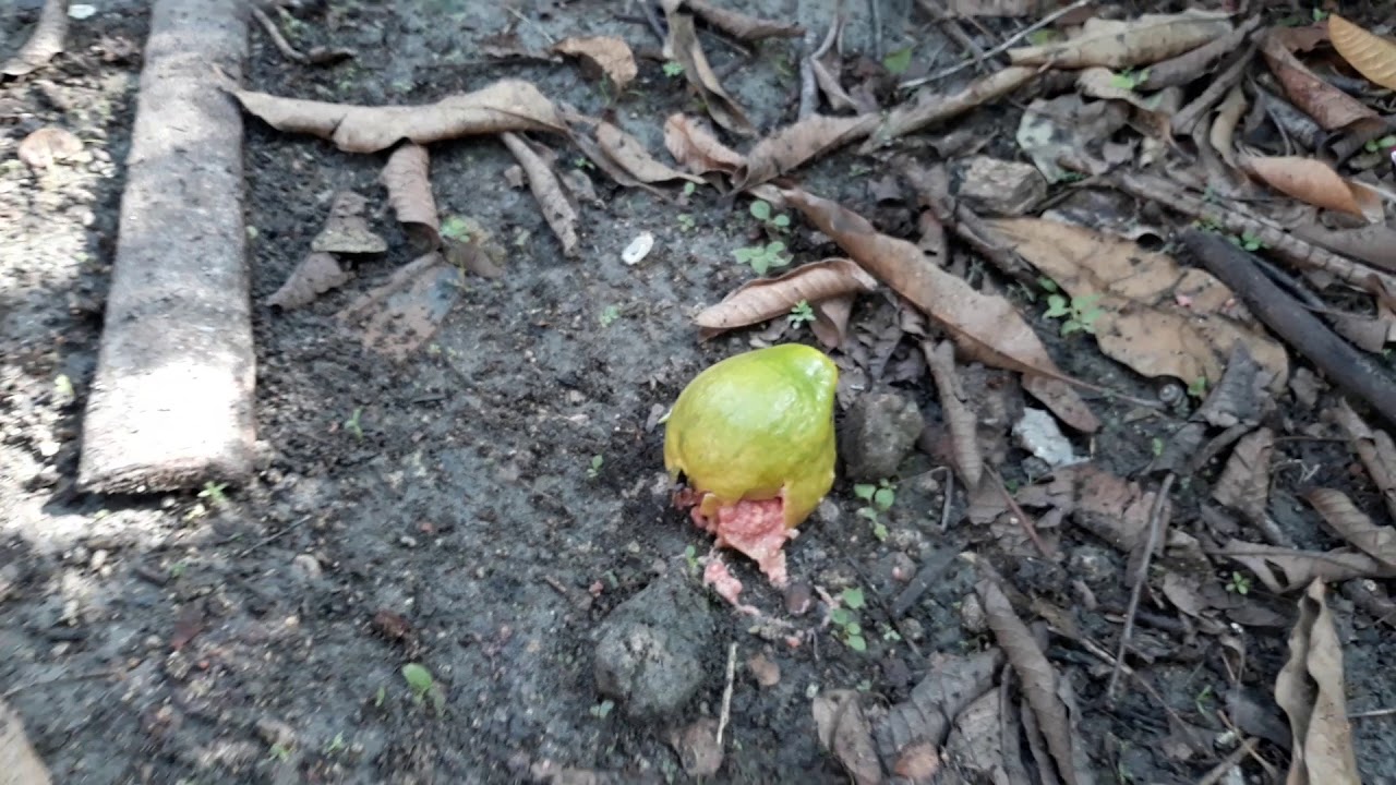 Tropical Food garden indonesia
