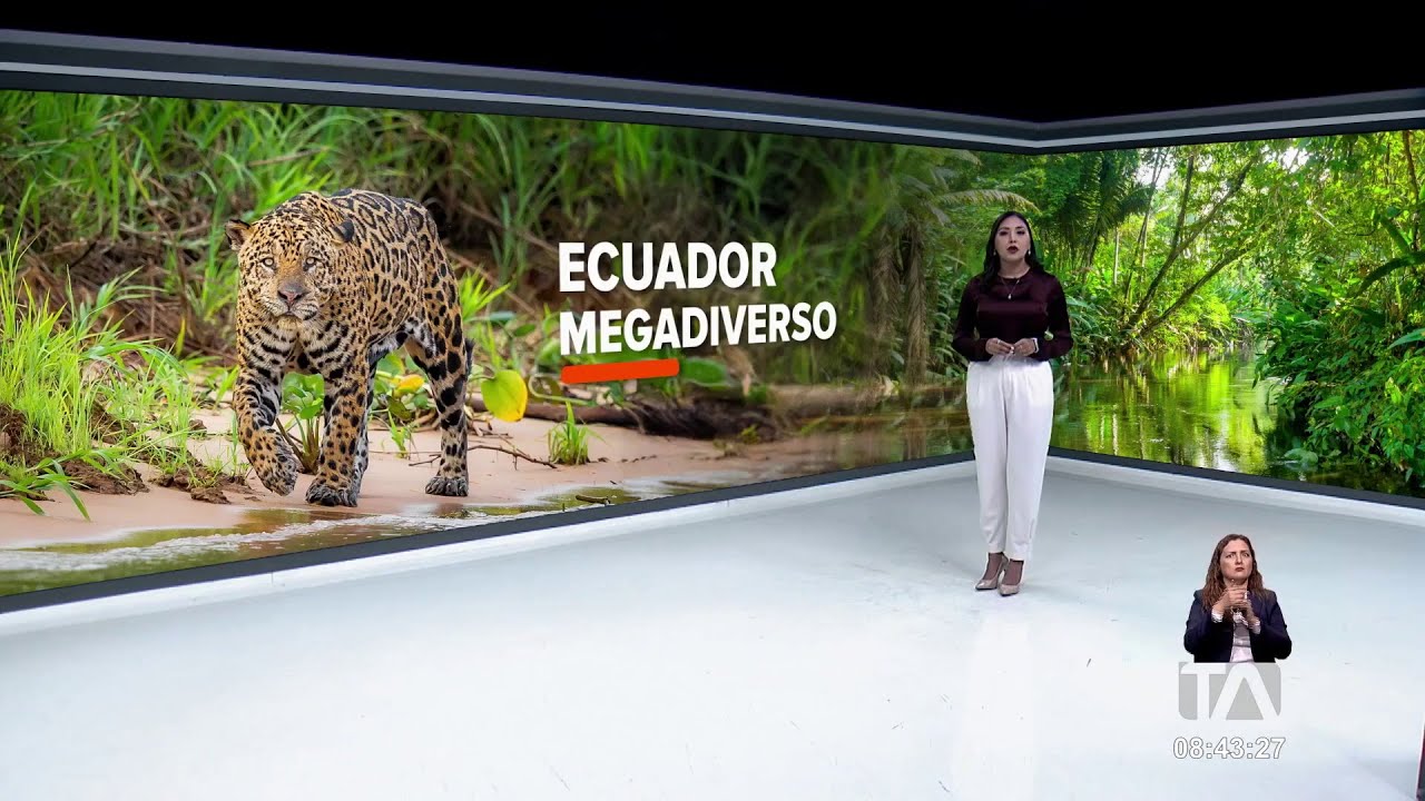 Ecuador Megadiverso:  Conozca las características del jaguar