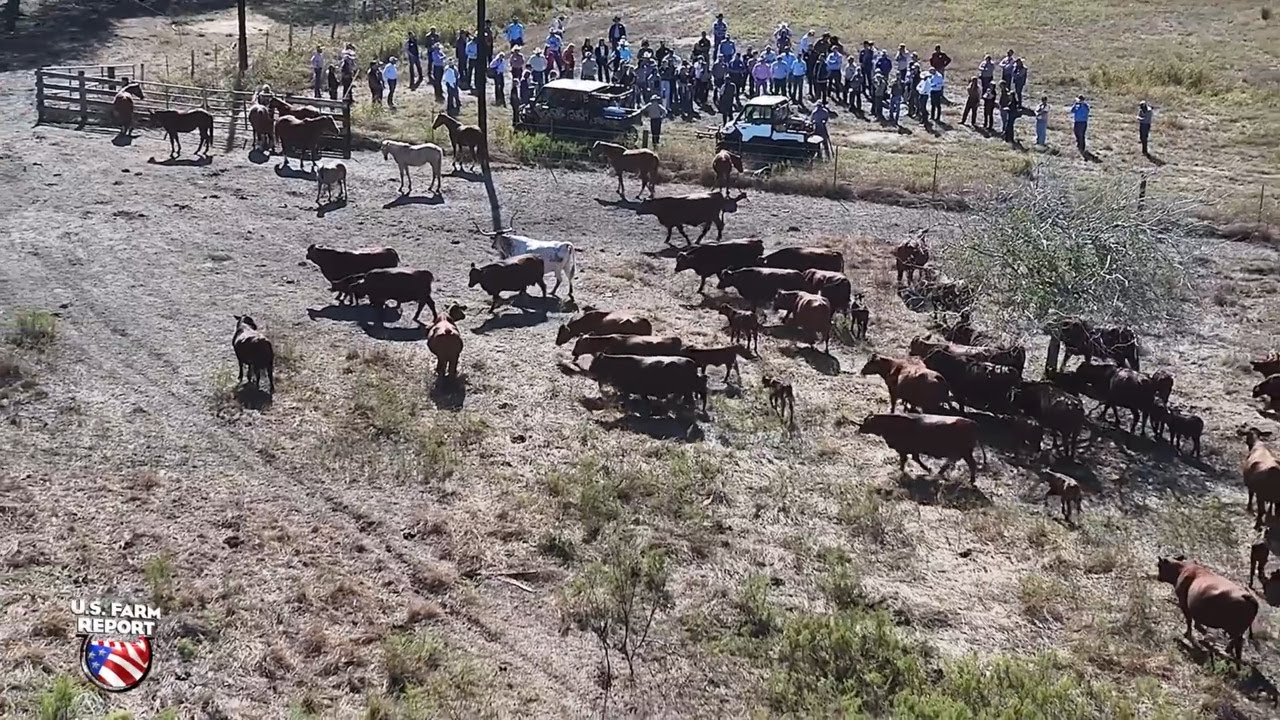 With Cattle Numbers at a 75-Year Low, Screwworm Poses a High-Stakes Risk