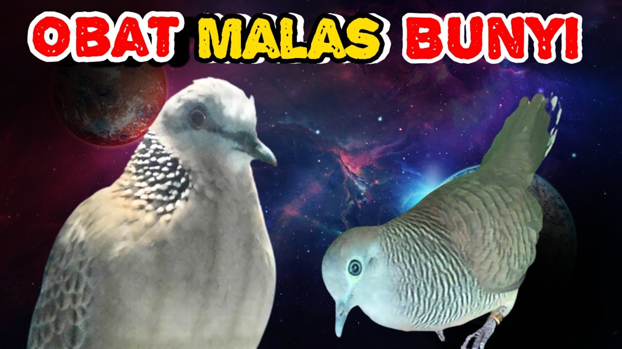 Perkutut Lokal Gacor Suara Tegas Vs Tekukur Gayer