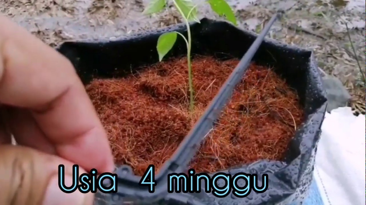 Fertigasi cili