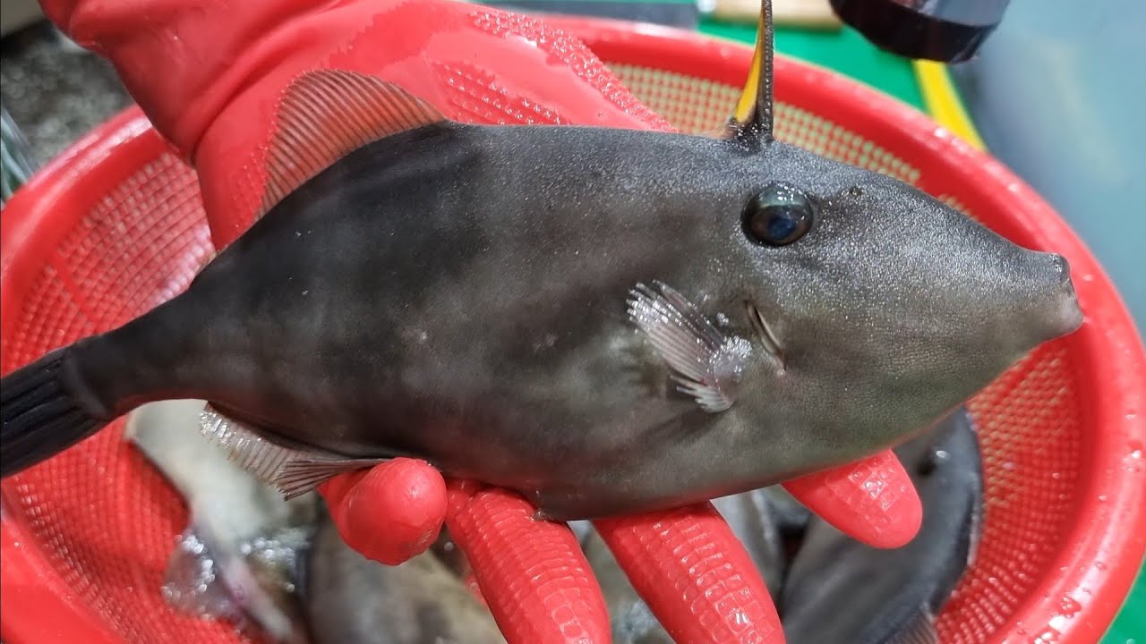 Корейский рыбный рынок - Ratfish, Filefish Sashimi
