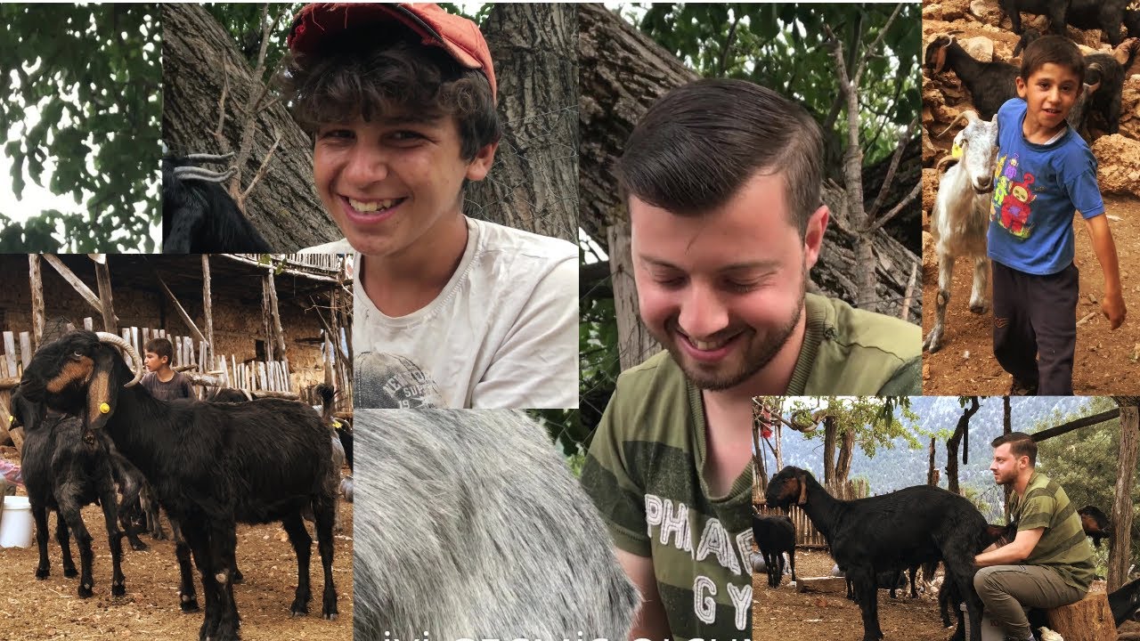 TOROSLAR'DA KEÇİ SAĞDIK!