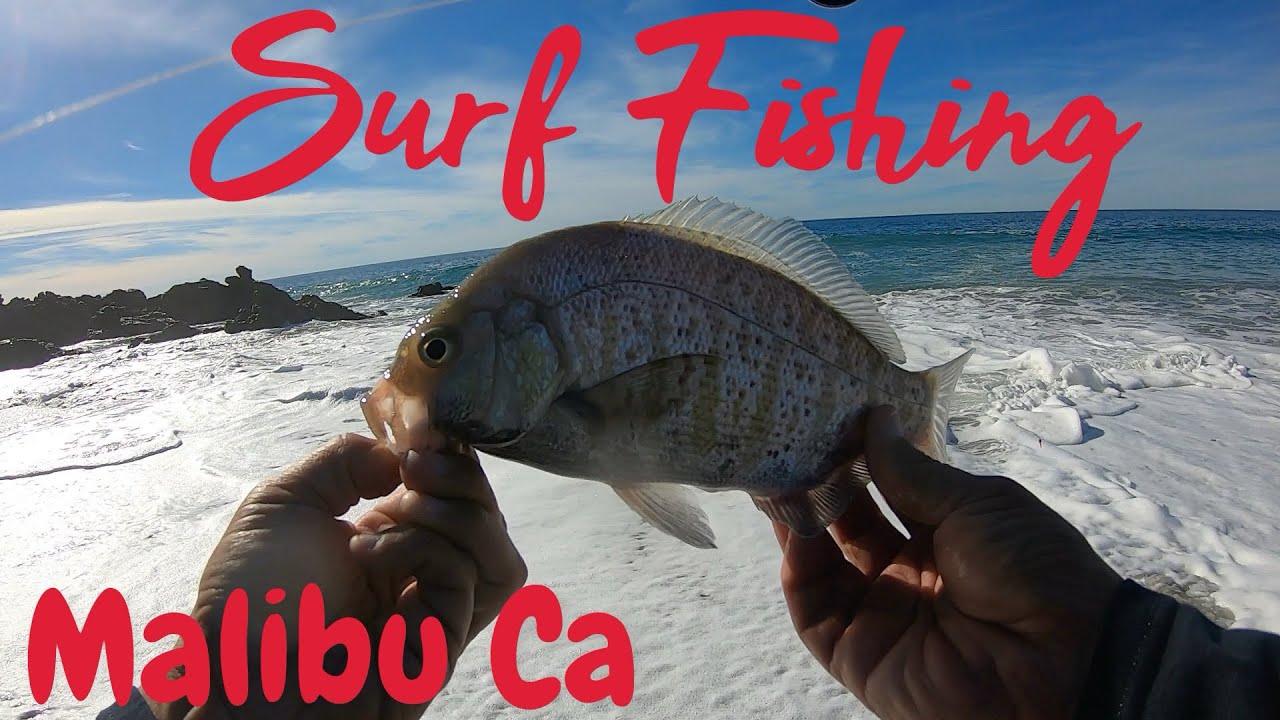 Surf fishing “ LIMITS “ Malibu Ca targeting surfperch | Southern California fishing