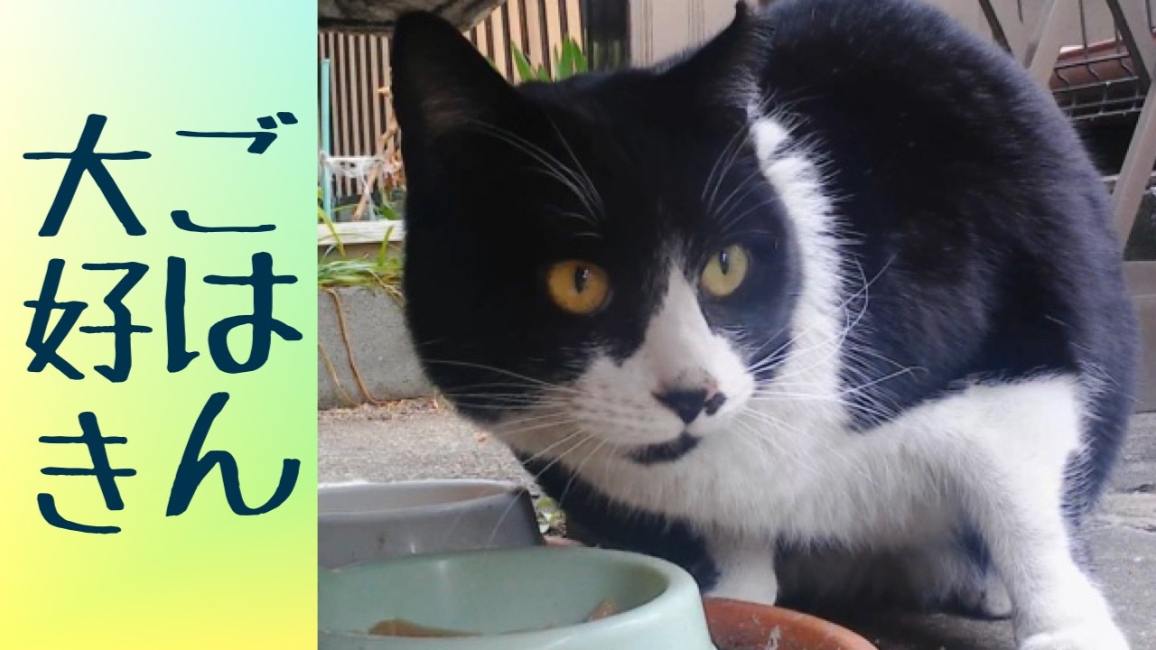 ご飯あったわ❤️ 福猫ふくちゃん　lucky stray CAT