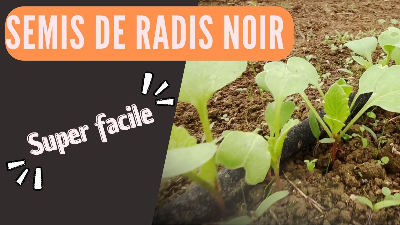 Le SEMIS de RADIS NOIR