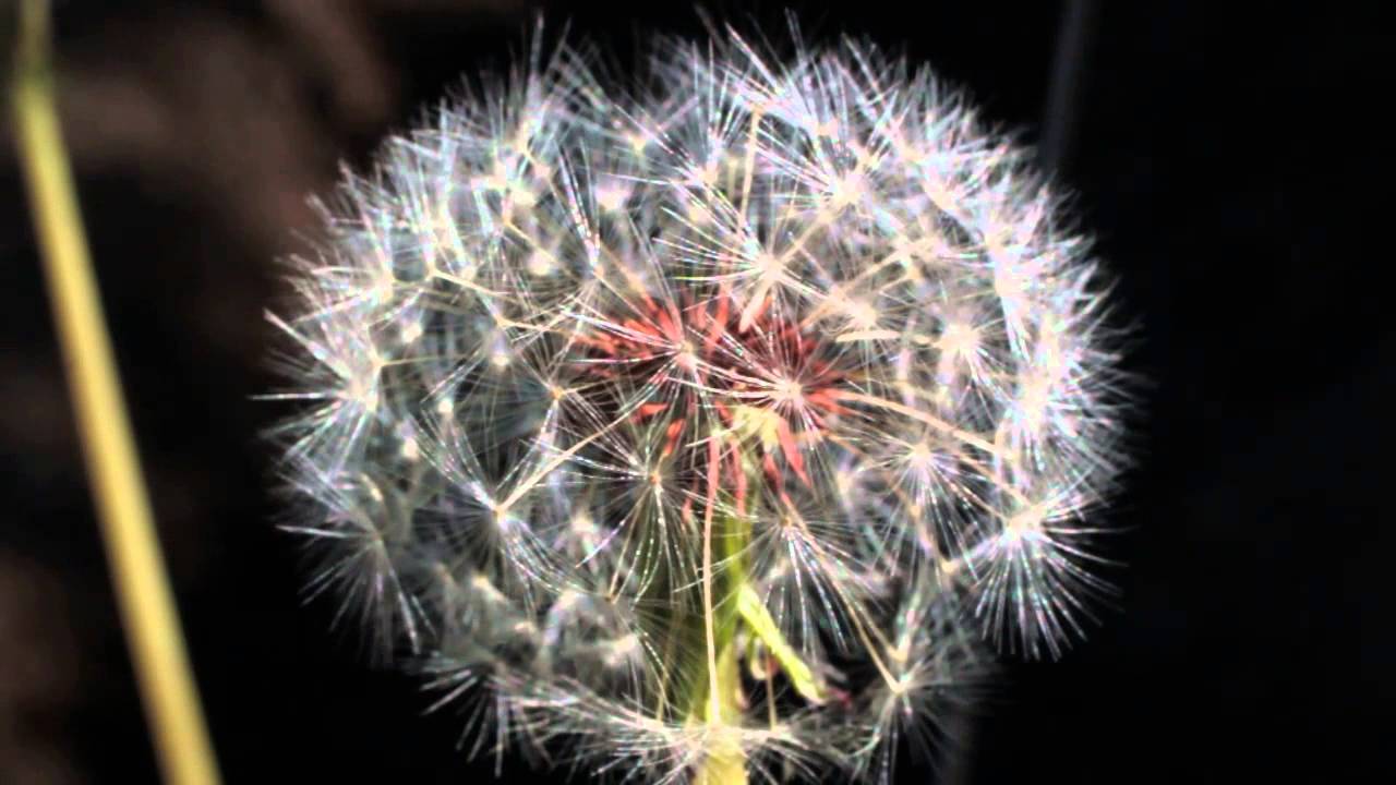 Liberty Movement is like a young Dandylion Seed Head, Slow to Spread